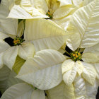 Detailed Illustration of Lush White Flowers on Dark Background