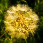 Vibrant digital fractal art: intricate yellow flower on lush green background