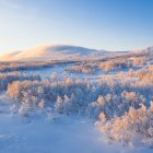 Luminous colorful trees and bushes in surreal starlit landscape