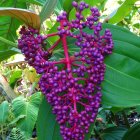 Colorful digital artwork: Central structure with purple orchid-like blooms and lush green tropical leaves.