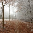 Intricate Fractal-Like Trees in Whimsical Forest Path