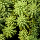 Diverse Green Plants and Leaves with Fractal Patterns