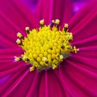 Colorful Abstract Floral Design with Magenta Petals on Blue Background