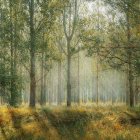 Enchanting forest scene with intricate trees and golden light