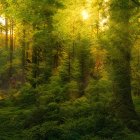 Lush forest with vibrant green hues, red-roofed house, warm sunlight