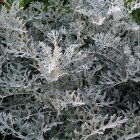 Variegated Green Leaves with Detailed Texture and Play of Light