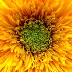 Vibrant orange flower with green center and fractal-like petals.