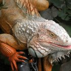 Orange iguana with intricate scales perched on branch, dewlap expanded in lush green foliage