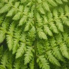 Detailed Fern Leaves with Central Stem on Soft Green Background