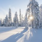 Stylized winter scene with trees and snow under pale blue sky