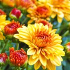 Colorful Floral Tapestry of Yellow, Orange, Red, and Green Flowers