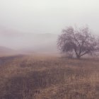 Misty landscape with rolling hills and unique floral tree