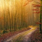 Majestic forest scene with oversized mushrooms and vibrant flora at sunset