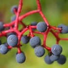 Stylized red branches with blue fruits on green background