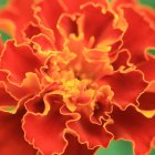 Vibrant orange and yellow marigold with detailed petals on blurred green background