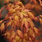 Colorful autumn leaves in orange, yellow, and red hues on blurred backdrop