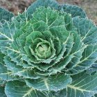 Fractal pattern of green cabbage with spiraling leaves