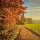 Colorful sunset landscape with trees, path, hills, and birds