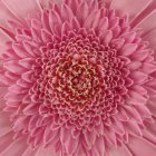 Detailed Pink Fractal Pattern with Spherical and Floral Elements