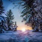 Snow-covered trees in colorful sunset with glowing sun