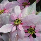 Pink flowers with delicate petals and green centers on a dark leafy background