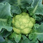 Detailed Illustration of Romanesco Broccoli with Green Leaves & Vegetables