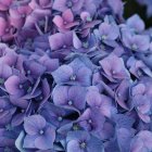 Purple ornamental cabbage with ruffled edges and leaf texture on soft-focus background