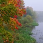 Colorful Impressionistic Painting of Rain-Soaked Foliage