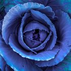 Intricate Blue Rose Spiral Artwork on Dark Blue Background