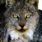 Fantastical lynx with sparkling eyes and jeweled crown in cosmic setting