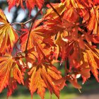 Detailed Digital Artwork: Fiery Orange Leaves on Cool Background