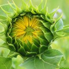 Fractal-inspired artwork with green leaf patterns spiraling towards yellow bloom