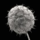 Fractal Dandelion Artwork with Spiral Patterns on Black Background