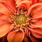 Detailed red and orange flower digital artwork with swirling petals