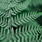 Detailed Digital Art: Lush Fern Forest in Vibrant Greens