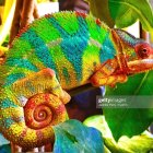 Vibrant Chameleon on Twisting Branch in Tropical Setting