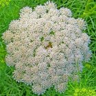 Small White Flowers Blanket Lush Green Canopy