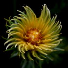 Yellow Dahlia Flower with Layered Petals on Dark Background