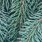 Detailed View of Overlapping Green Succulent Leaves with Pinkish Buds