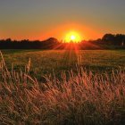 Surreal sunset landscape with stylized trees, plants, and multiple moons