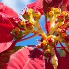 Detailed digital art of blossoming red flowers with yellow-green stamens against a blue sky