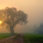 Misty landscape with sunlit blossoming tree at sunrise