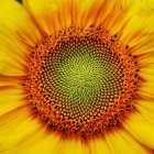 Detailed digital art: vibrant sunflower with yellow petals.