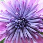 Purple flower with paisley stone center on soft green background