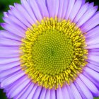 Detailed Close-Up of Vibrant Purple Flower with Yellow Center