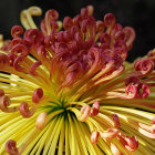 Colorful Digital Flower with Metallic Sheen on Dark Background