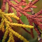 Colorful digital artwork: Stylized foliage in green, yellow, and red with berry clusters.