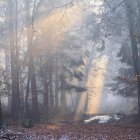 Misty woodland scene with winding path and pink blossoms