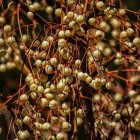 Green and brown nut-like fruits on branches with blurred background