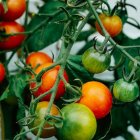 Colorful digital artwork of ripe tomatoes in lush, surreal garden scene